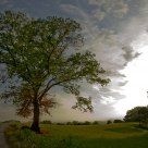 Tree at Sunset
